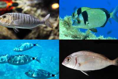 Guscio, cape ggnore, occhiata e lutrina: ecco il pesce bianco e da "fornacella" di Bari